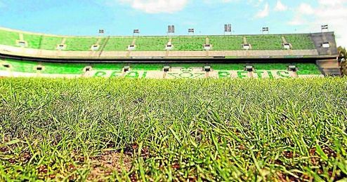 El césped del coliseo verdiblanco en breve estará a punto. El césped del coliseo verdiblanco en breve estará a punto.