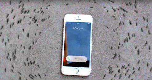 (Vídeo) ¿Por qué giran las hormigas alrededor de este iPhone? (Vídeo) ¿Por qué giran las hormigas alrededor de este iPhone?