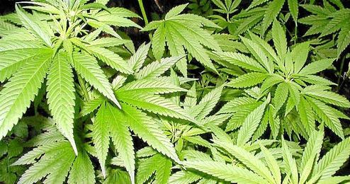Las principales drogas de abuso en la conducción son el cannabis, la cocaína, la anfetamina y los derivados anfetamínicos y opiáceos. Las principales drogas de abuso en la conducción son el cannabis, la cocaína, la anfetamina y los derivados anfetamínicos y opiáceos.