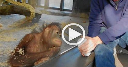 (VÍDEO) El orangután que ríe a carcajadas con un truco de magia (VÍDEO) El orangután que ríe a carcajadas con un truco de magia