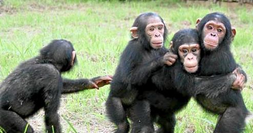 Los chimpancés también crean lazos emocionales y duraderos. Los chimpancés también crean lazos emocionales y duraderos.