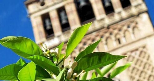 La primavera estará presente hasta el 20 de junio, cuando empiece el verano. La primavera estará presente hasta el 20 de junio, cuando empiece el verano.