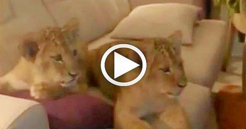 Aunque se desconoce el origen del vídeo, el diario británico ´Daily Mail´ lo sitúa en Estados Unidos. Aunque se desconoce el origen del vídeo, el diario británico ´Daily Mail´ lo sitúa en Estados Unidos.