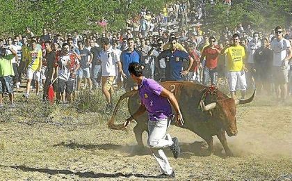 Toro de la Vega. Toro de la Vega.