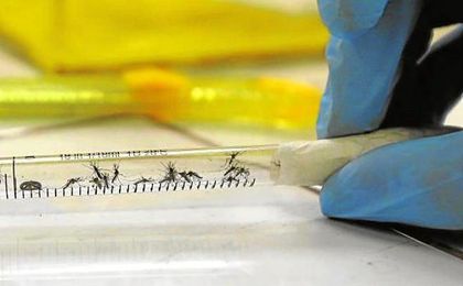 Una muestra de mosquitos transmisores del Zika. Una muestra de mosquitos transmisores del Zika.