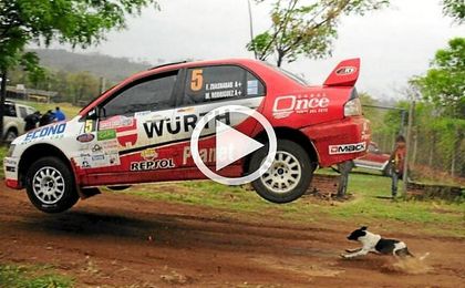 Un perro salva la vida 'in extremis' en un Rally Un perro salva la vida 'in extremis' en un Rally
