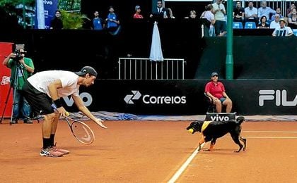 Perros abandonados se convierten en recogepelotas del Abierto de Tenis Brasil Perros abandonados se convierten en recogepelotas del Abierto de Tenis Brasil