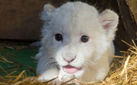 Nace En Sevilla El Primer Cachorro Blanco De Leon De Espana Estadio Deportivo