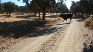 Circuito BTT Alanís - Los Coscojales: una vuelta por el norte sevillano