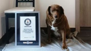 Muere en Portugal el perro más mayor del mundo, un mastín de más de 30 años llamado Bobi