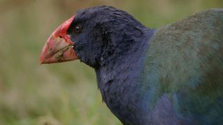 Resucita un ave prehistórica declarada extinta hace dos siglos