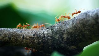 España está en alerta por una hormiga