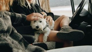 Qué debes saber si tienes perro y caravana con la nueva ley animal