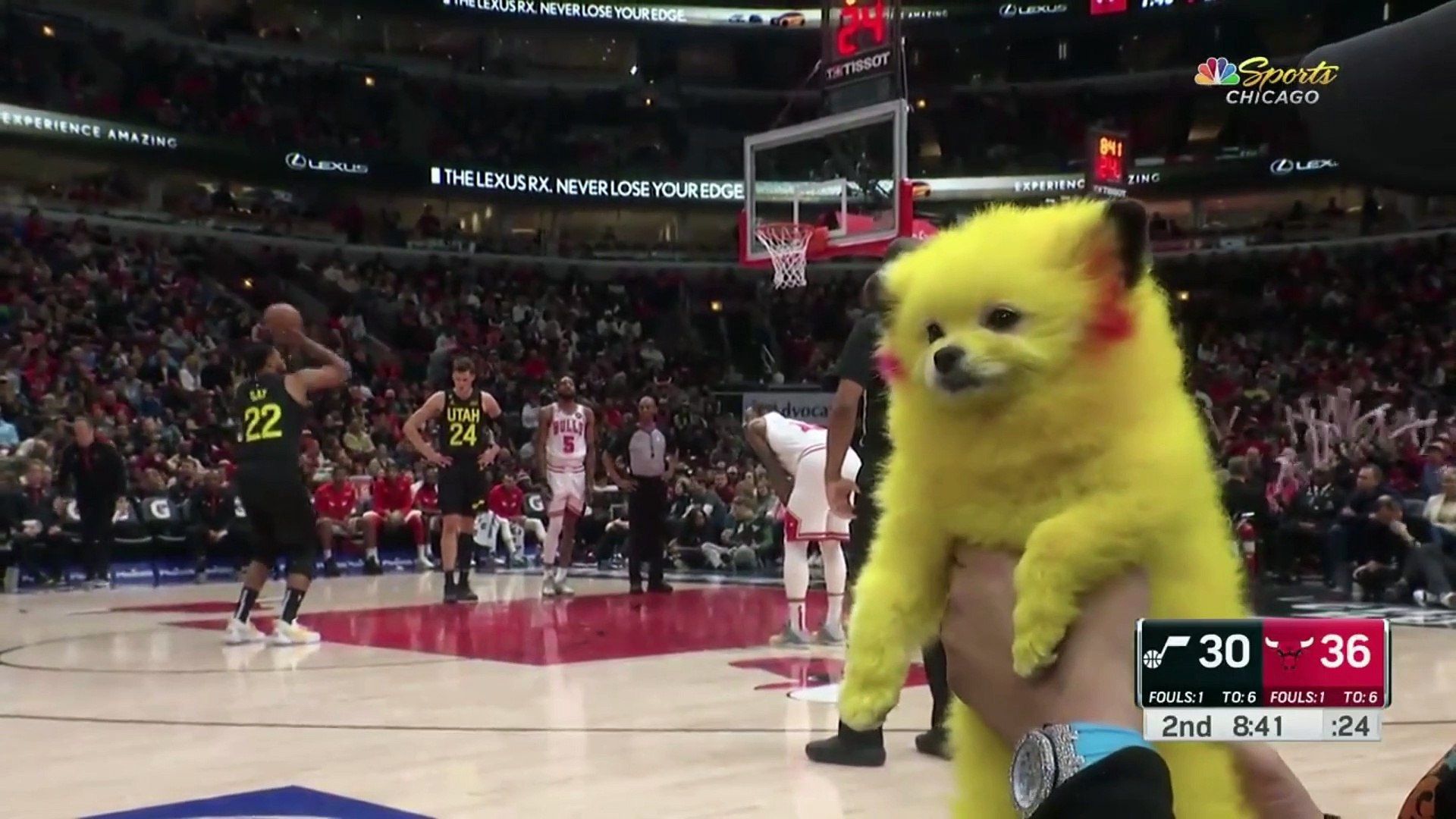 Un aficionado tiñe a su perro como Pikachu, lo lleva a la NBA y se mete en un lío